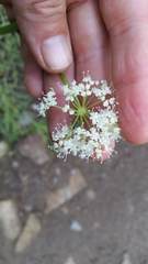 Angelica lineariloba