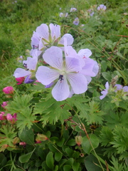 Geranium erianthum