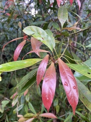 Elaeocarpus eumundii