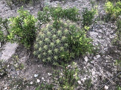Echinocereus enneacanthus enneacanthus