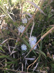 Delosperma inconspicuum