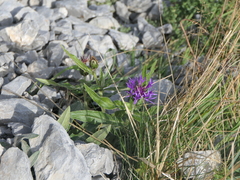 Centaurea montana