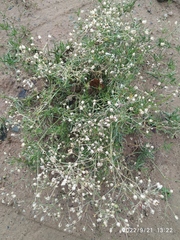 Spergula arvensis