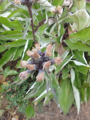 Saussurea pseudotilesii