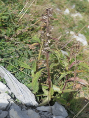 Solidago virgaurea