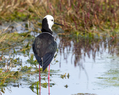 Himantopus leucocephalus