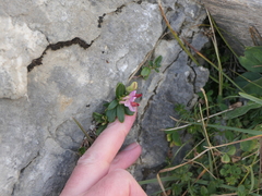 Polygaloides chamaebuxus