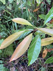 Elaeocarpus eumundii