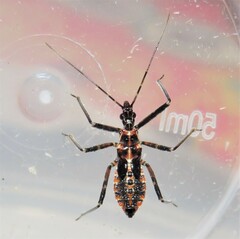 Gminatus australis