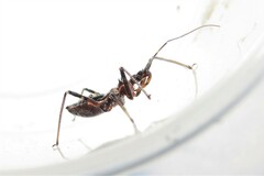 Gminatus australis