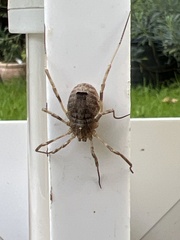 Odiellus spinosus