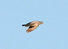 Columba oenas