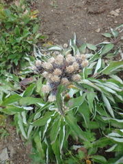 Saussurea pseudotilesii