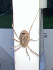 Odiellus spinosus