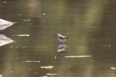 Calidris acuminata