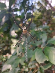 Argiope aetheroides