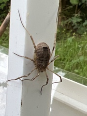 Odiellus spinosus