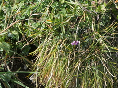 Thymus praecox