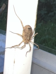 Odiellus spinosus