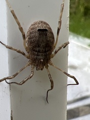 Odiellus spinosus