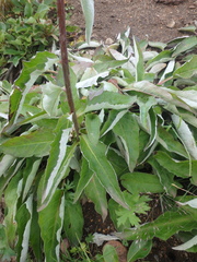 Saussurea pseudotilesii