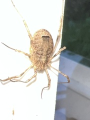 Odiellus spinosus