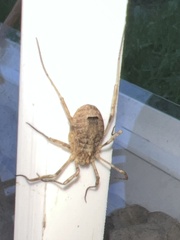 Odiellus spinosus