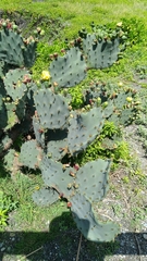 Opuntia stricta