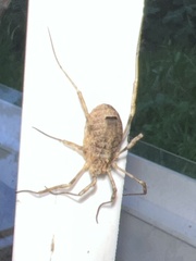 Odiellus spinosus