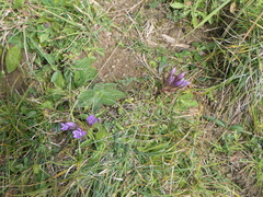 Gentianella germanica
