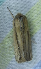 Leucania stenographa