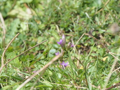 Gentianella amarella