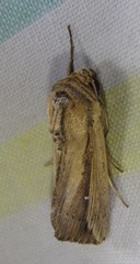 Leucania stenographa