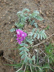 Oxytropis exserta