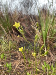 Liparophyllum exaltatum