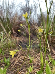 Liparophyllum exaltatum