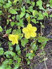 Liparophyllum exaltatum