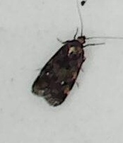 Barea codrella