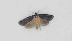 Barea codrella