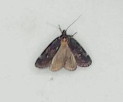 Barea codrella