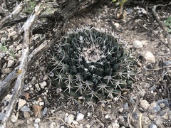 Mammillaria meiacantha