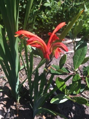 Chasmanthe aethiopica