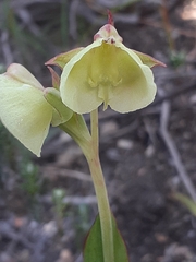 Pterygodium catholicum