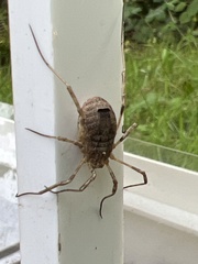 Odiellus spinosus