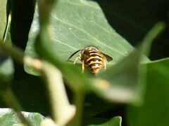 Vespula vulgaris