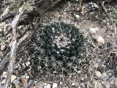 Mammillaria meiacantha