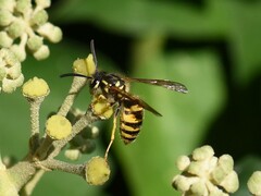 Vespula vulgaris