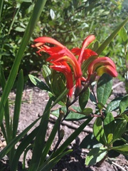 Chasmanthe aethiopica