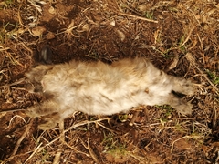 Oryctolagus cuniculus domesticus