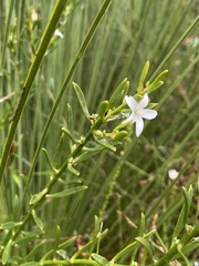 Philotheca queenslandica